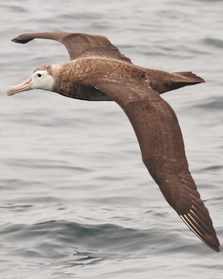 Wandering Albatross Photo by Luke Seitz