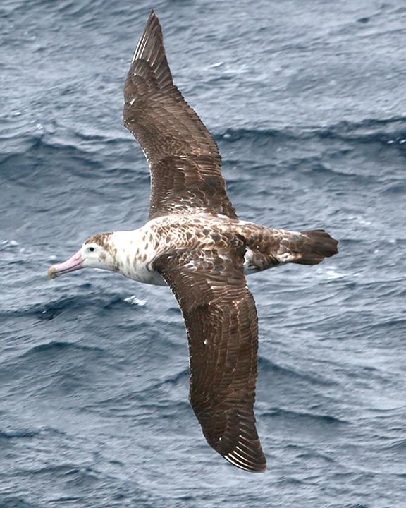 Wandering Albatross Photo by Bill Moorhead