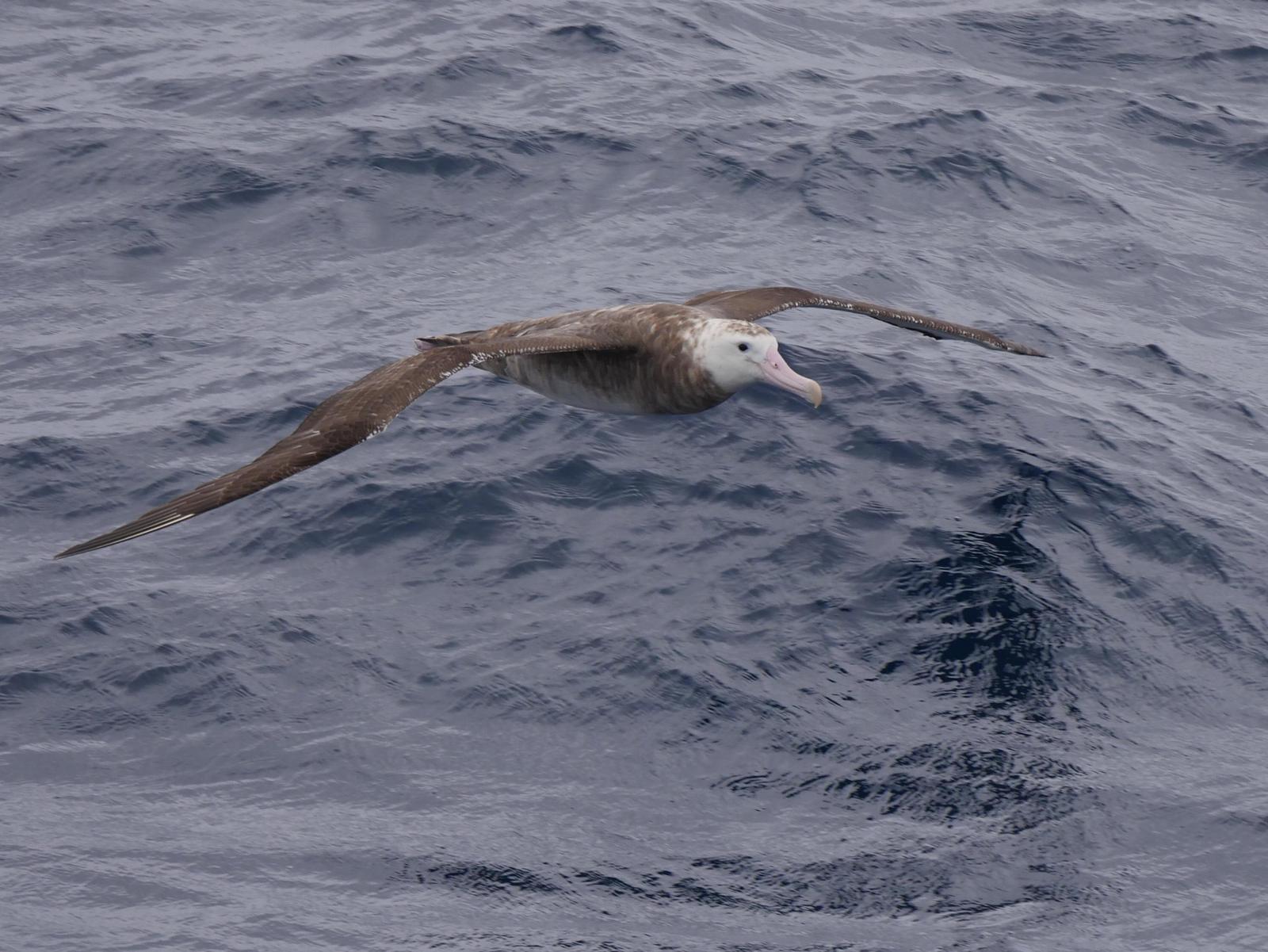 Wandering Albatross Photo by Peter Lowe