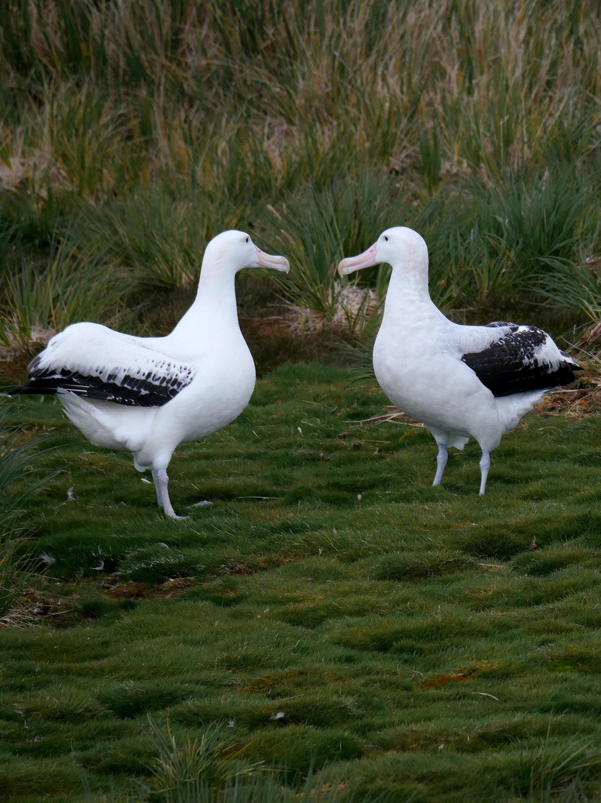 Wandering Albatross (Snowy) Photo by Peter Lowe