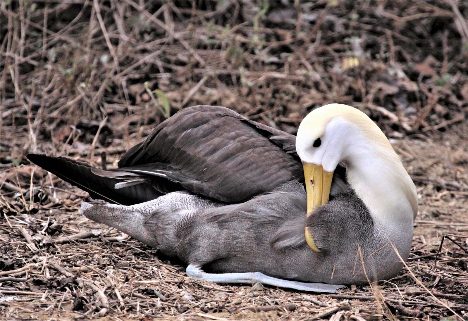 Waved Albatross Photo by Marie Z. Gardner