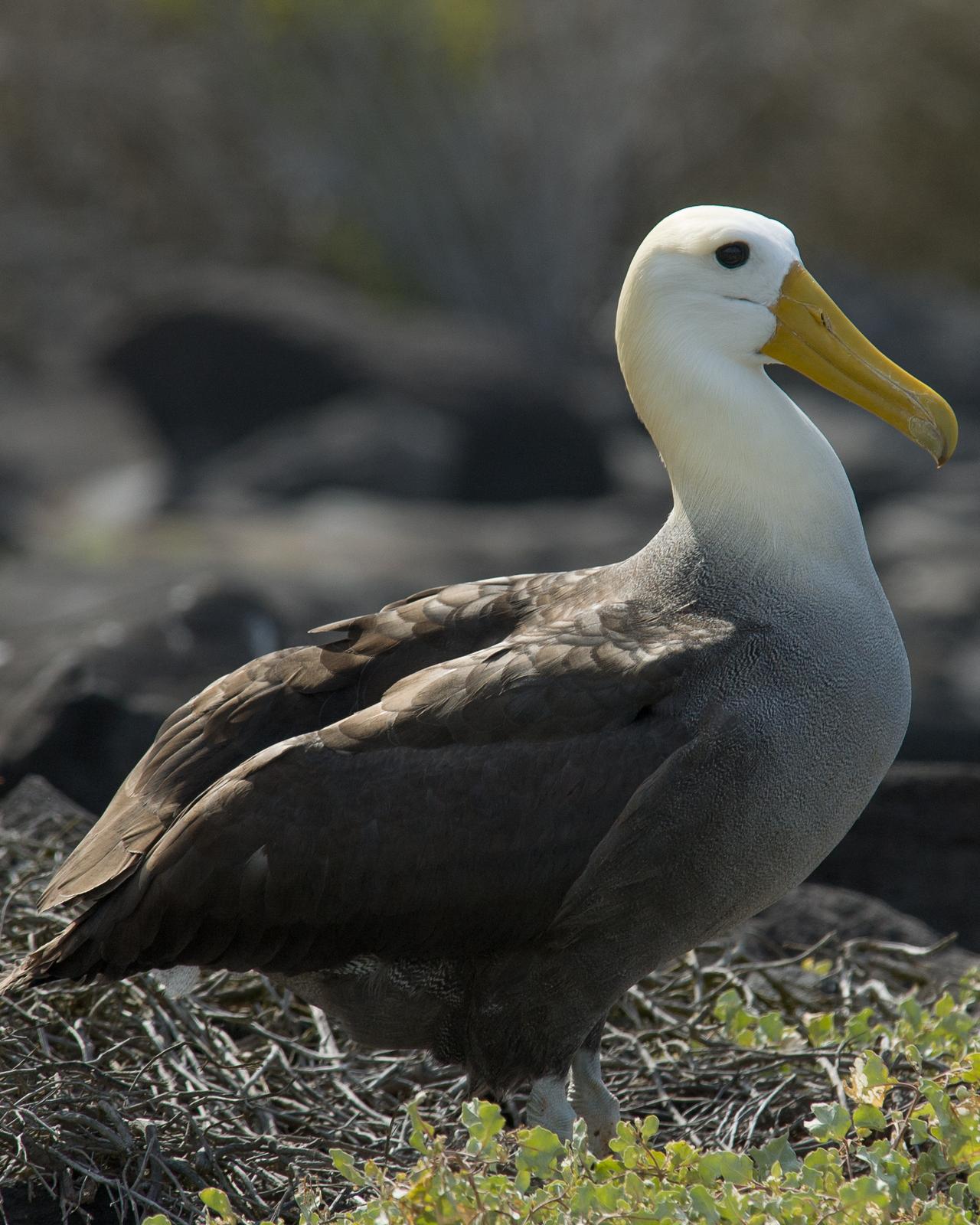 Waved Albatross Photo by Andy Teucher