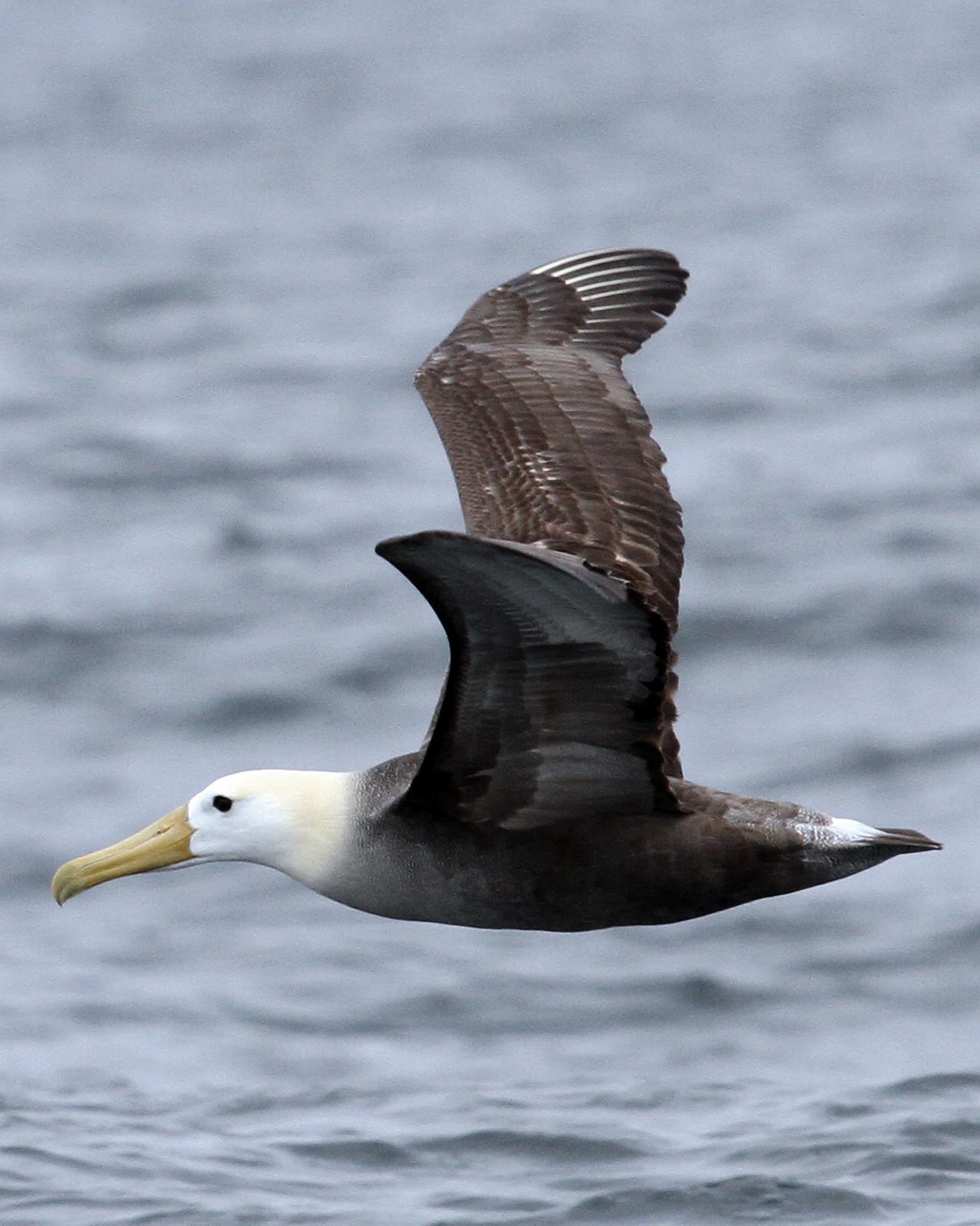 Waved Albatross Photo by Knut Hansen