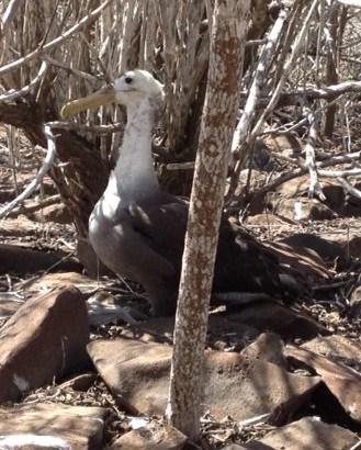 Waved Albatross Photo by Lon and Hester Bell