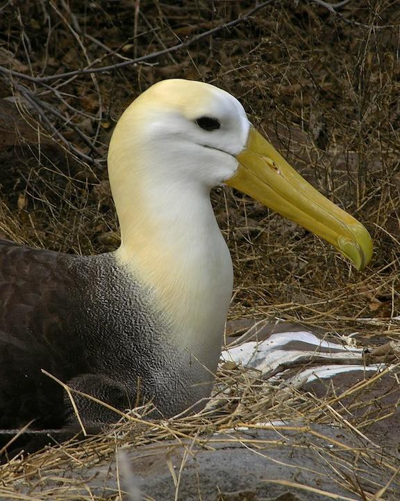 Waved Albatross Photo by Denis Rivard