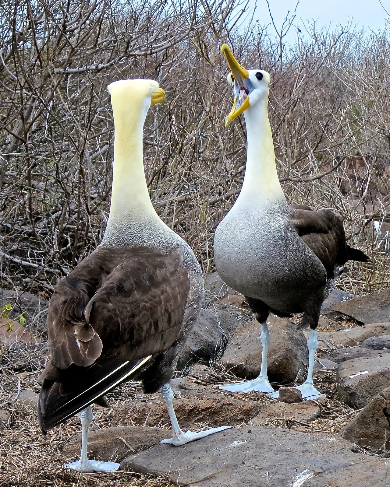 Waved Albatross Photo by Gerald Friesen
