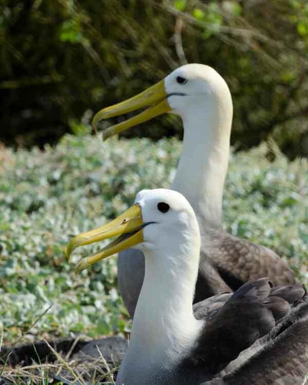 Waved Albatross Photo by Bob Hasenick