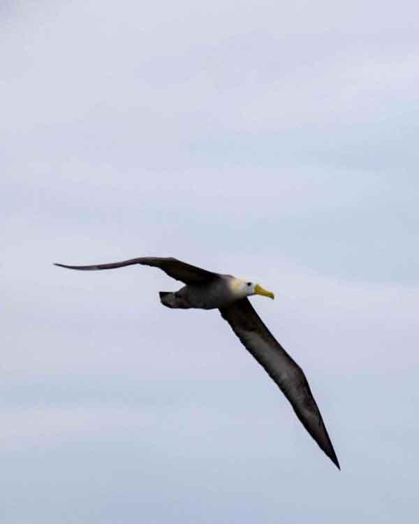 Waved Albatross Photo by Bob Hasenick