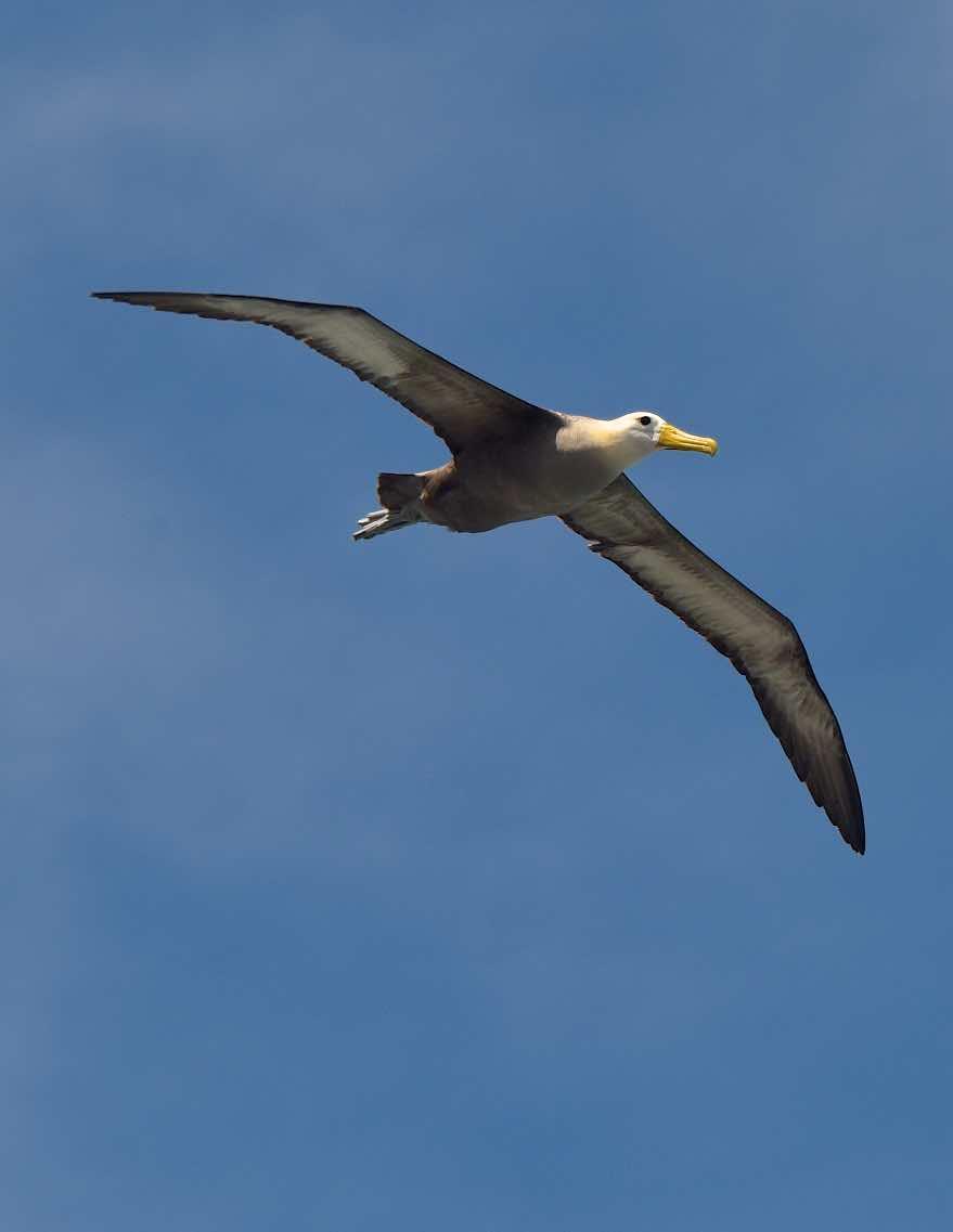 Waved Albatross Photo by Andrew Pittman