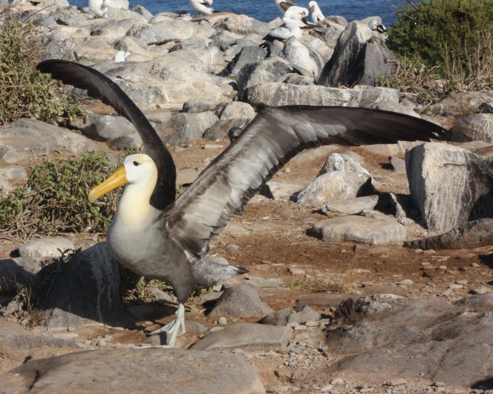 Waved Albatross Photo by Linda Fields