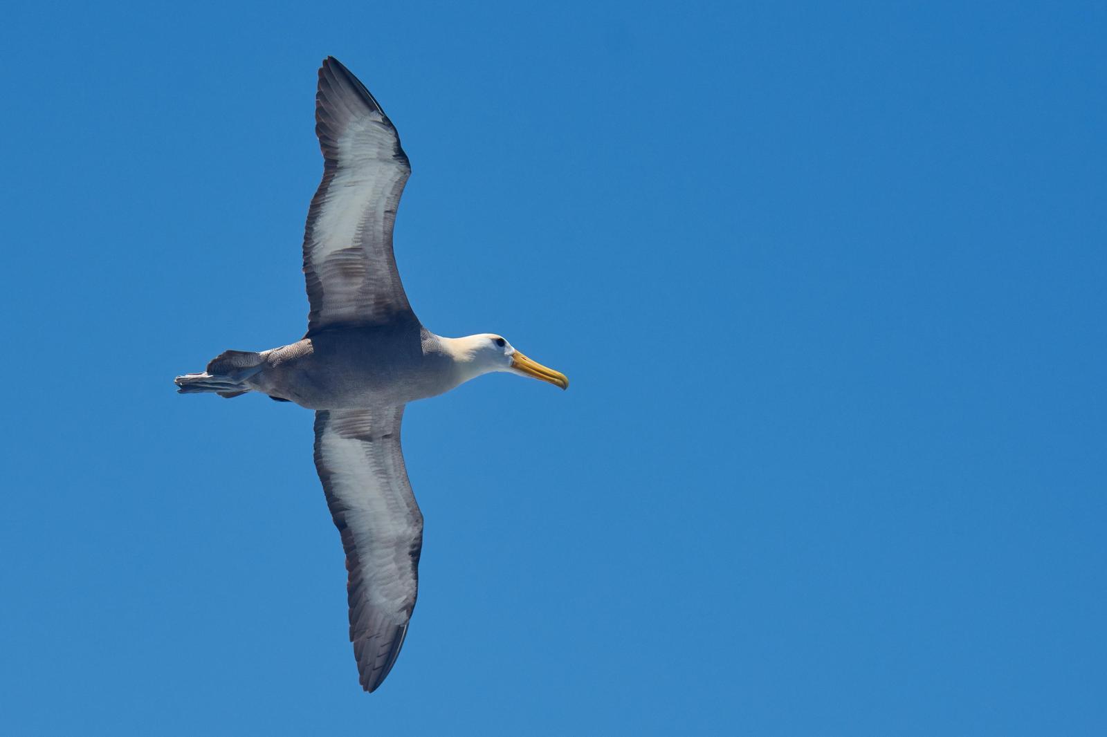 Waved Albatross Photo by Emilie Haynes