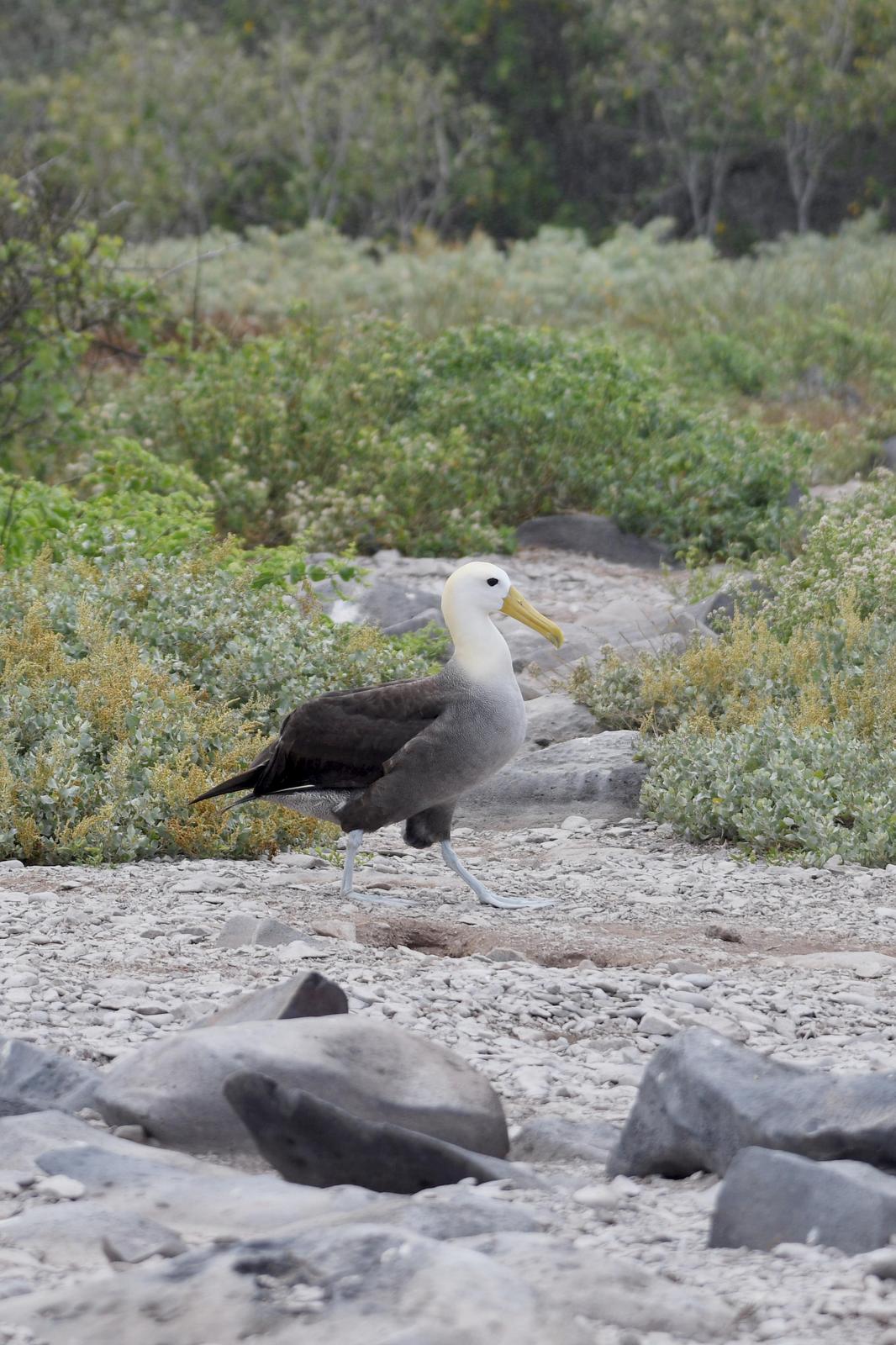 Waved Albatross Photo by Ann Doty