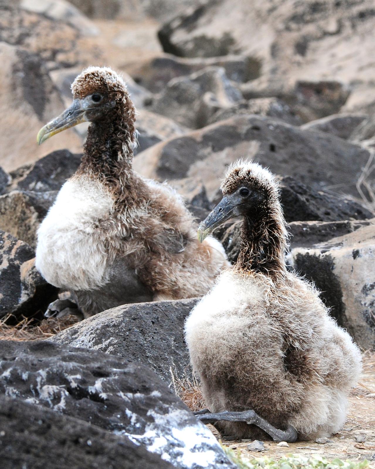 Waved Albatross Photo by Gerald Friesen