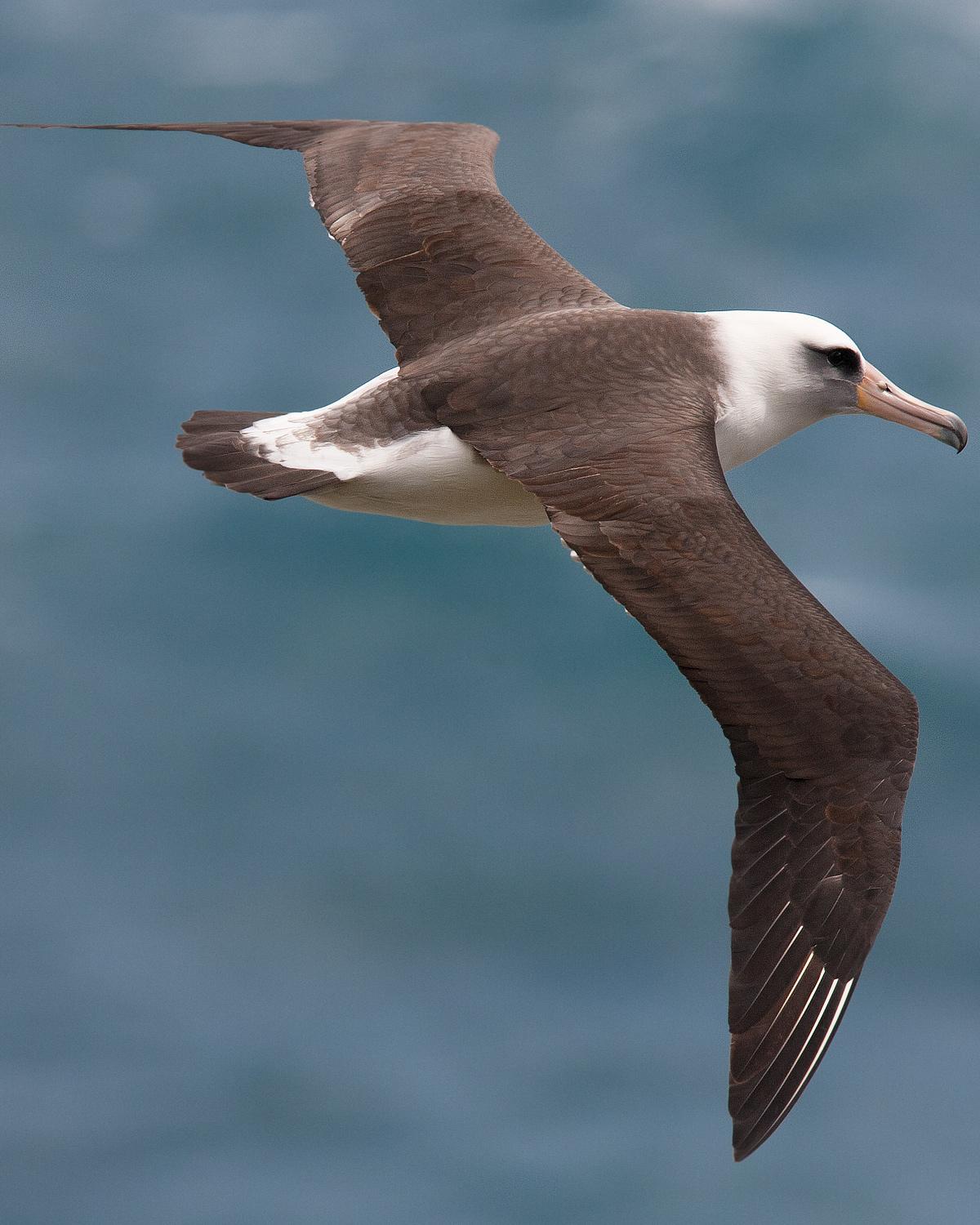 Laysan Albatross Photo by Jon Swanson