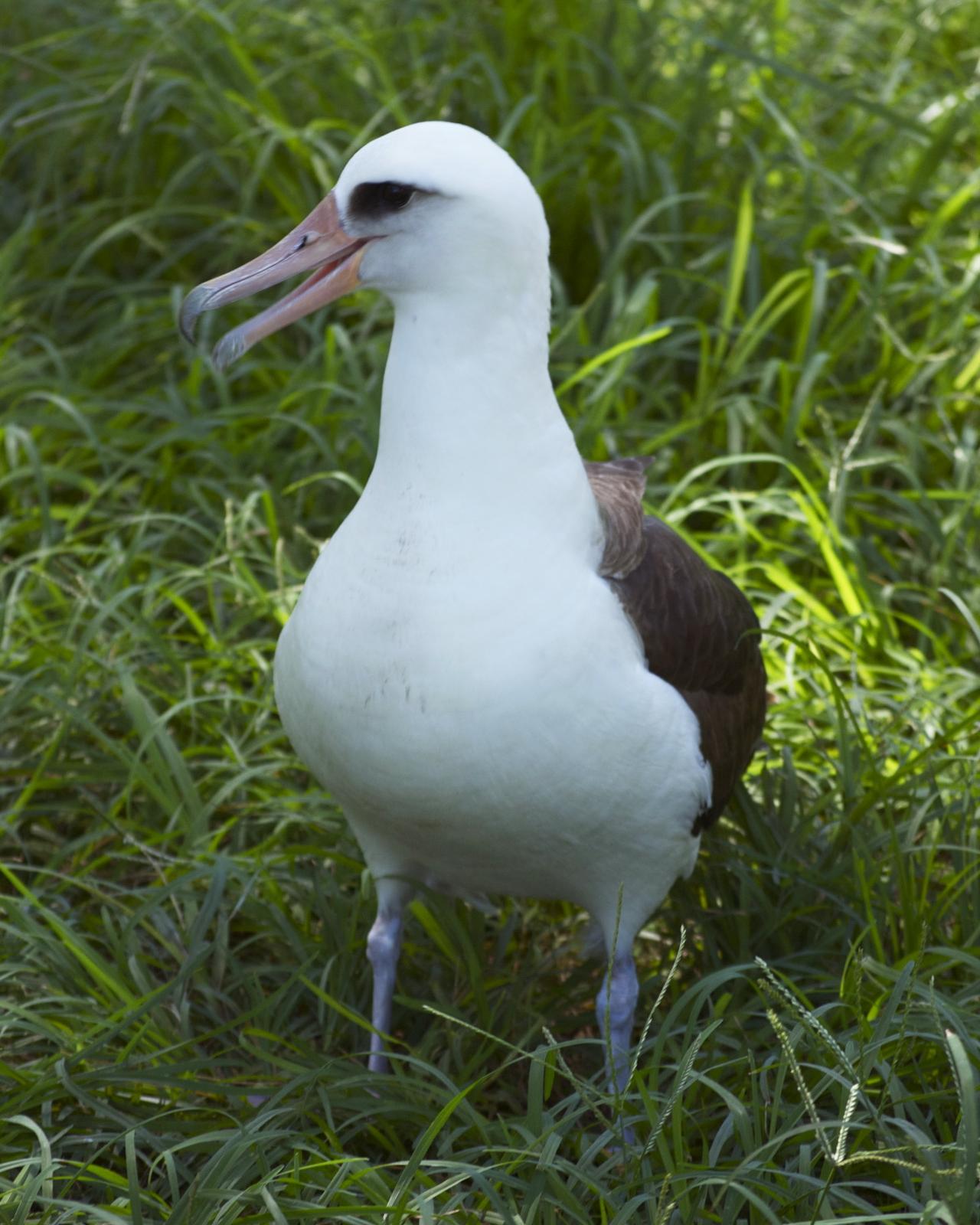 Laysan Albatross Photo by Jonathan Bent