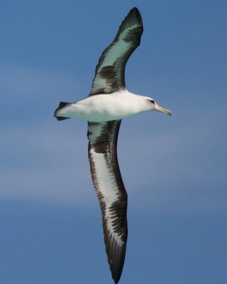 Laysan Albatross Photo by Bob and Bettina Arrigoni
