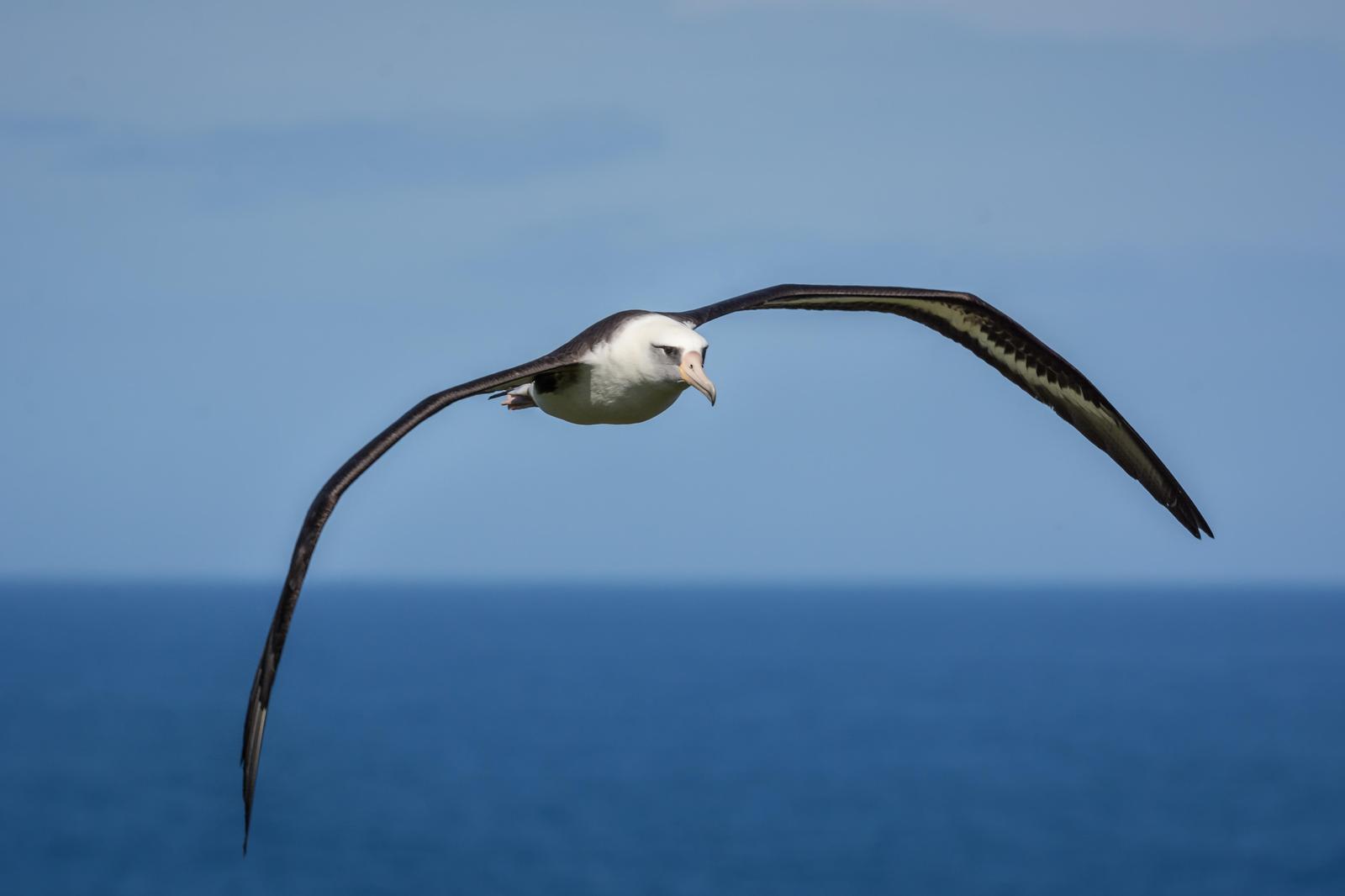 Laysan Albatross Photo by Jesse Hodges