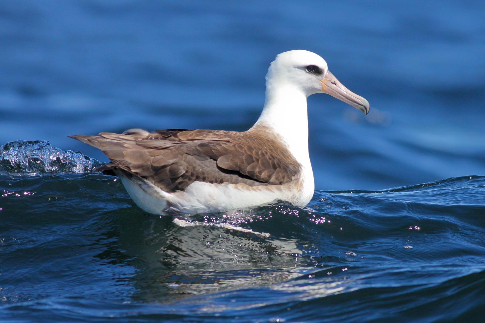 Laysan Albatross Photo by Tom Ford-Hutchinson