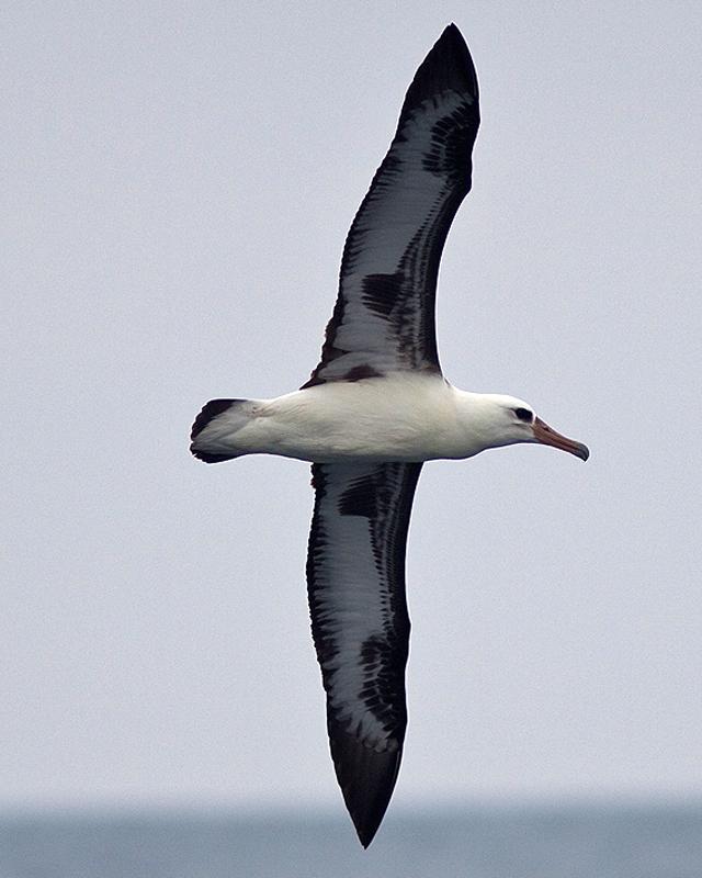 Laysan Albatross Photo by Ryan Shaw