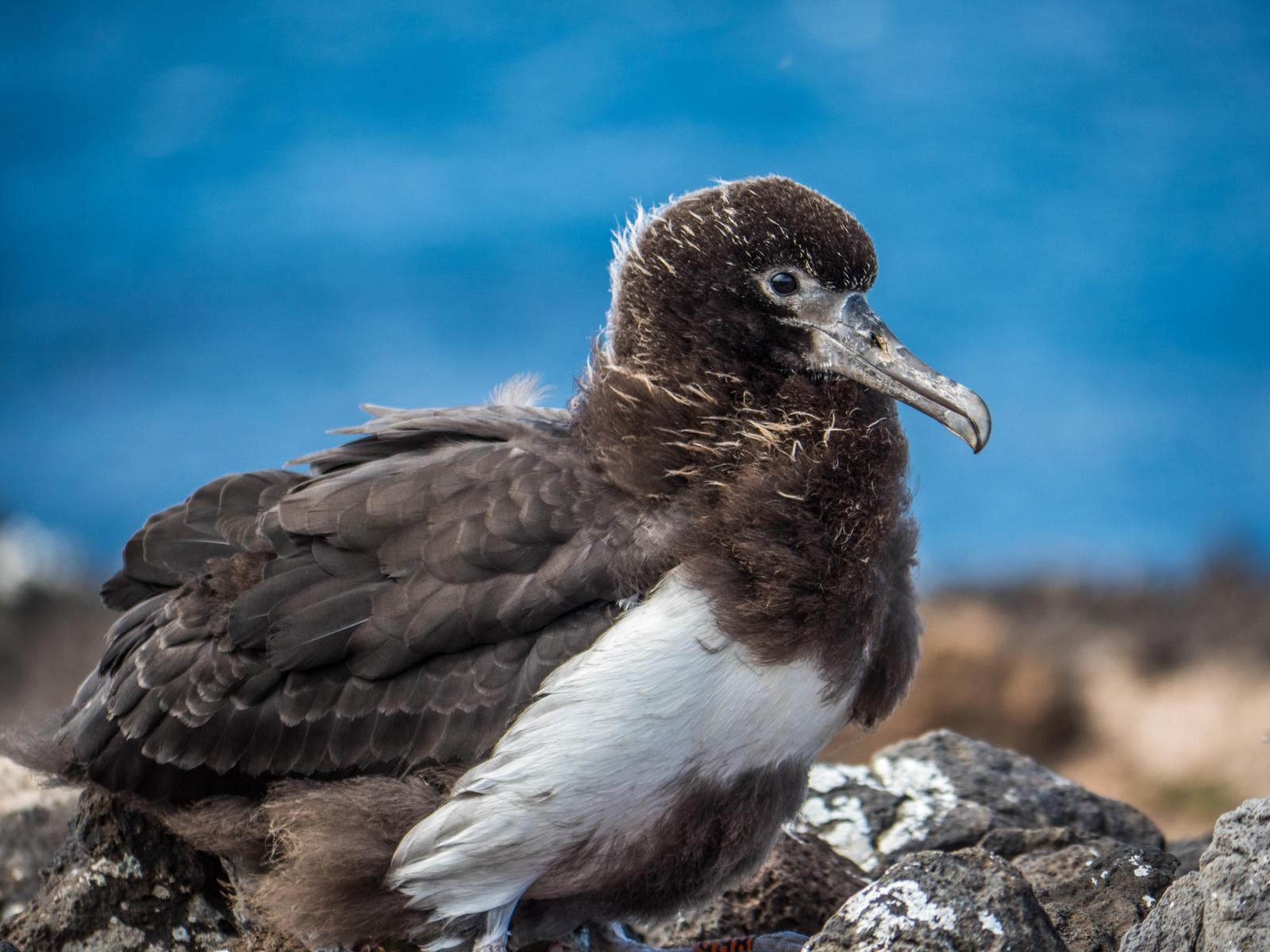 Laysan Albatross Photo by Michael Rigney