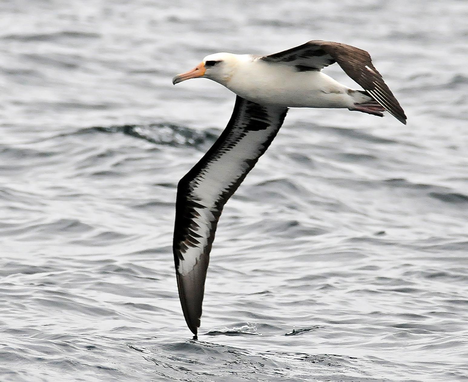 Laysan Albatross Photo by Steven Mlodinow