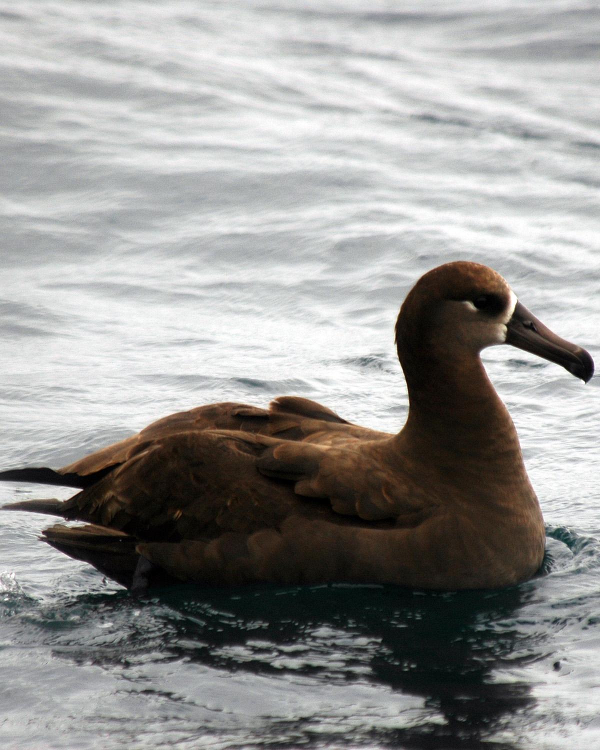 Black-footed Albatross Photo by Magill Weber