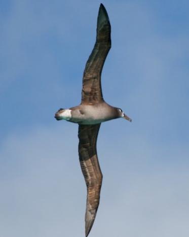 Black-footed Albatross Photo by Bob and Bettina Arrigoni