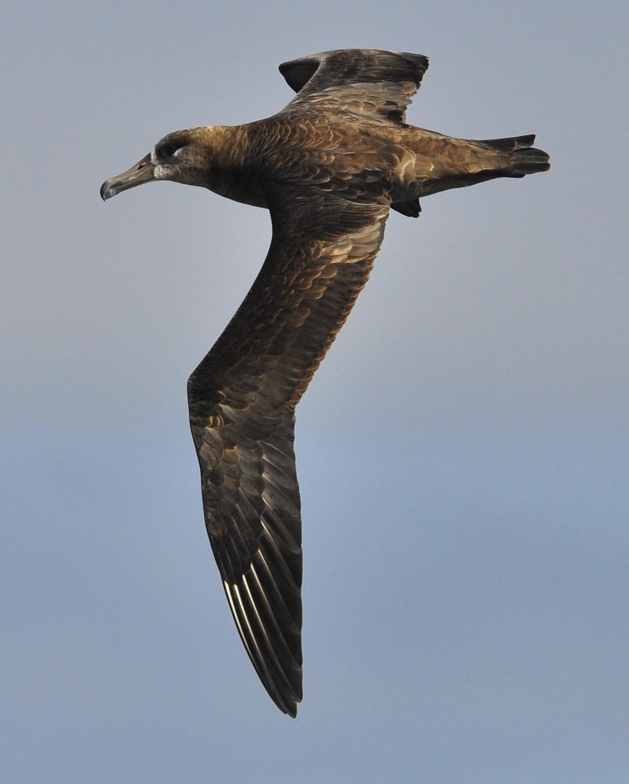 Black-footed Albatross Photo by Steve Tucker