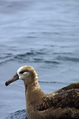 Black-footed Albatross Photo by Dan Tallman