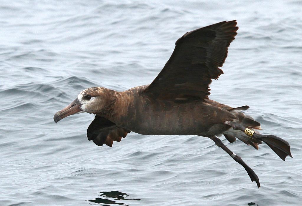 Black-footed Albatross Photo by Vicki Miller