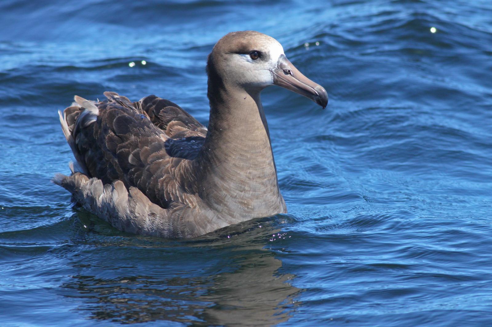 Black-footed Albatross Photo by Tom Ford-Hutchinson