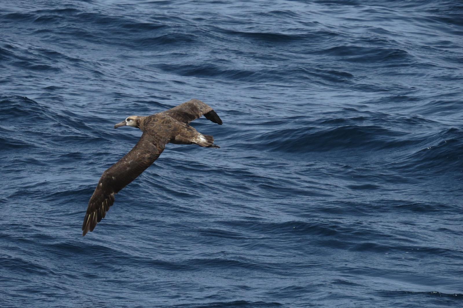 Black-footed Albatross Photo by Jeff Harding