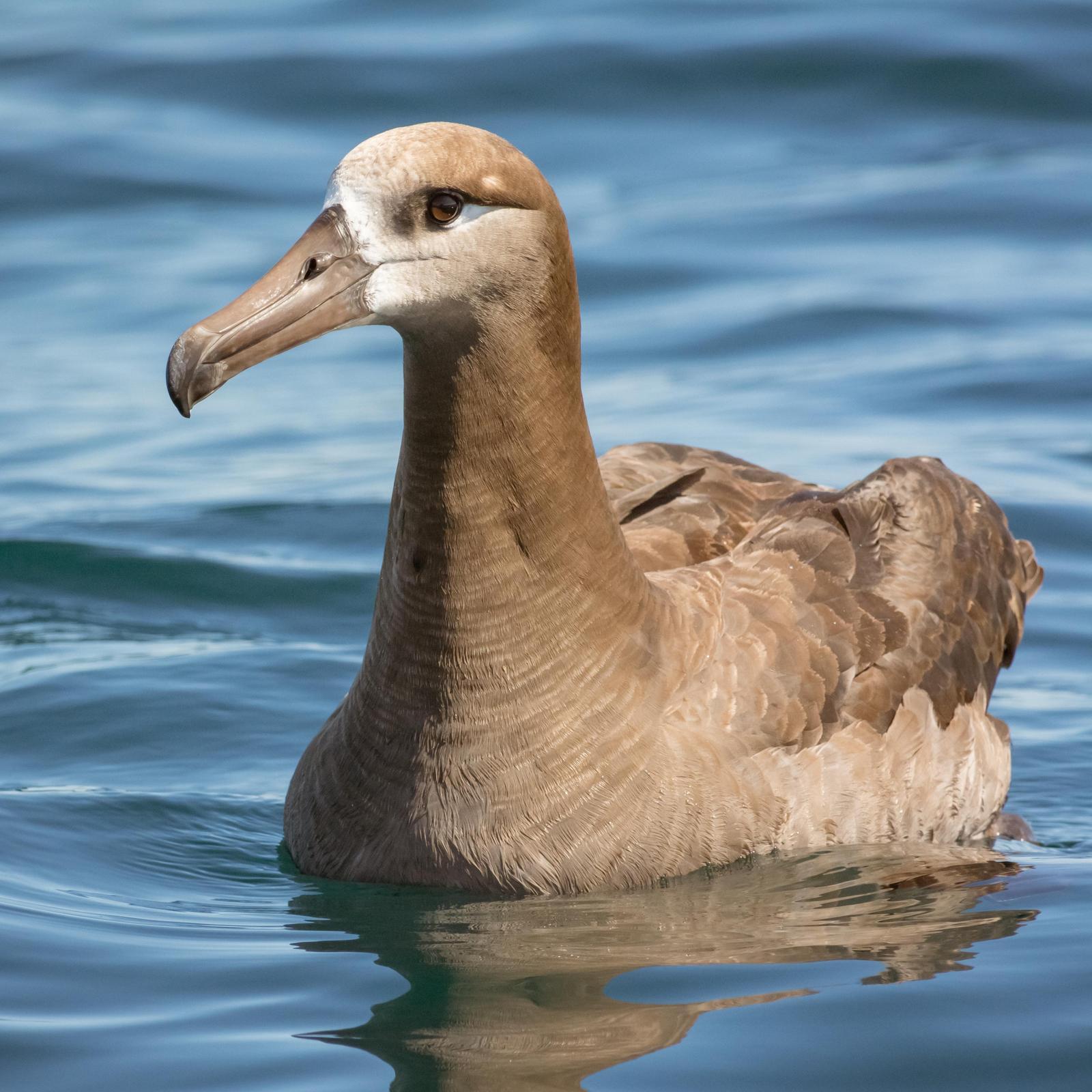 Black-footed Albatross Photo by Jesse Hodges