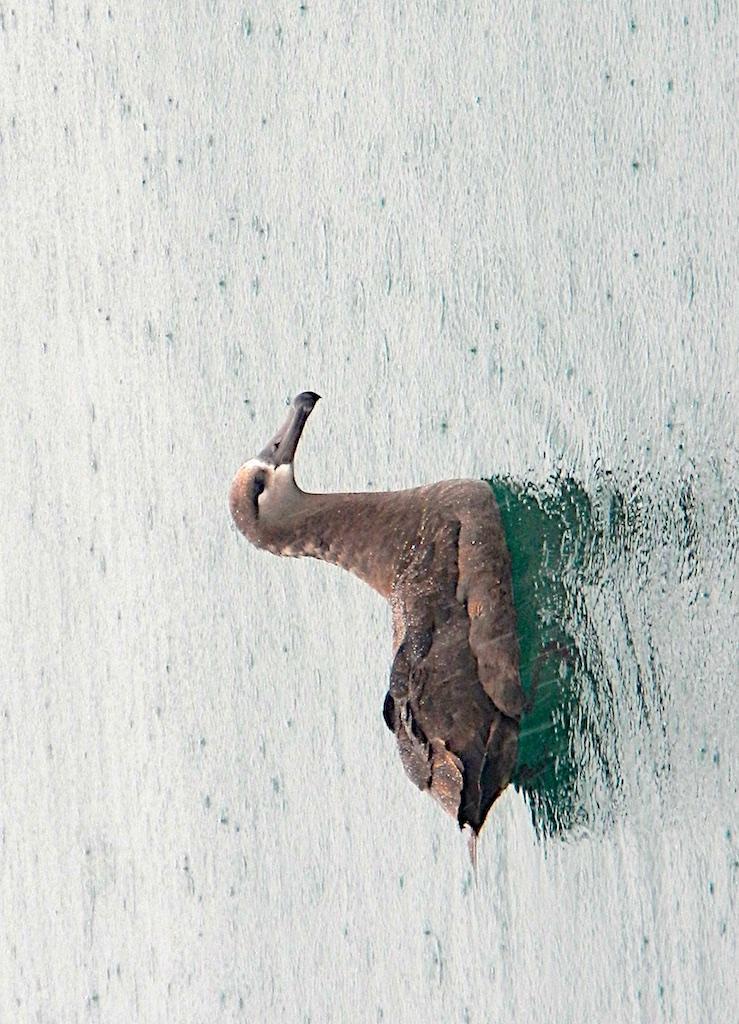 Black-footed Albatross Photo by Brian Avent