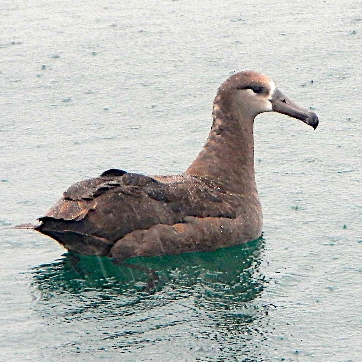 Black-footed Albatross Photo by Brian Avent