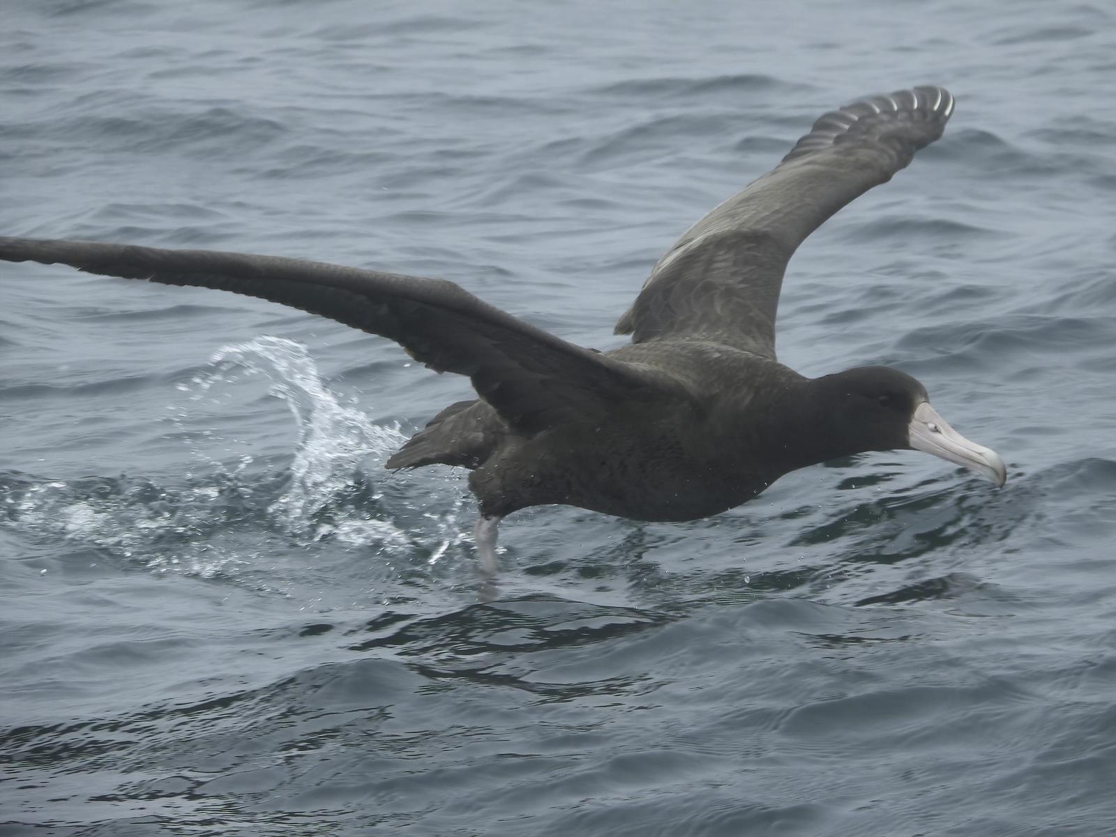 Short-tailed Albatross Photo by Dan Tallman