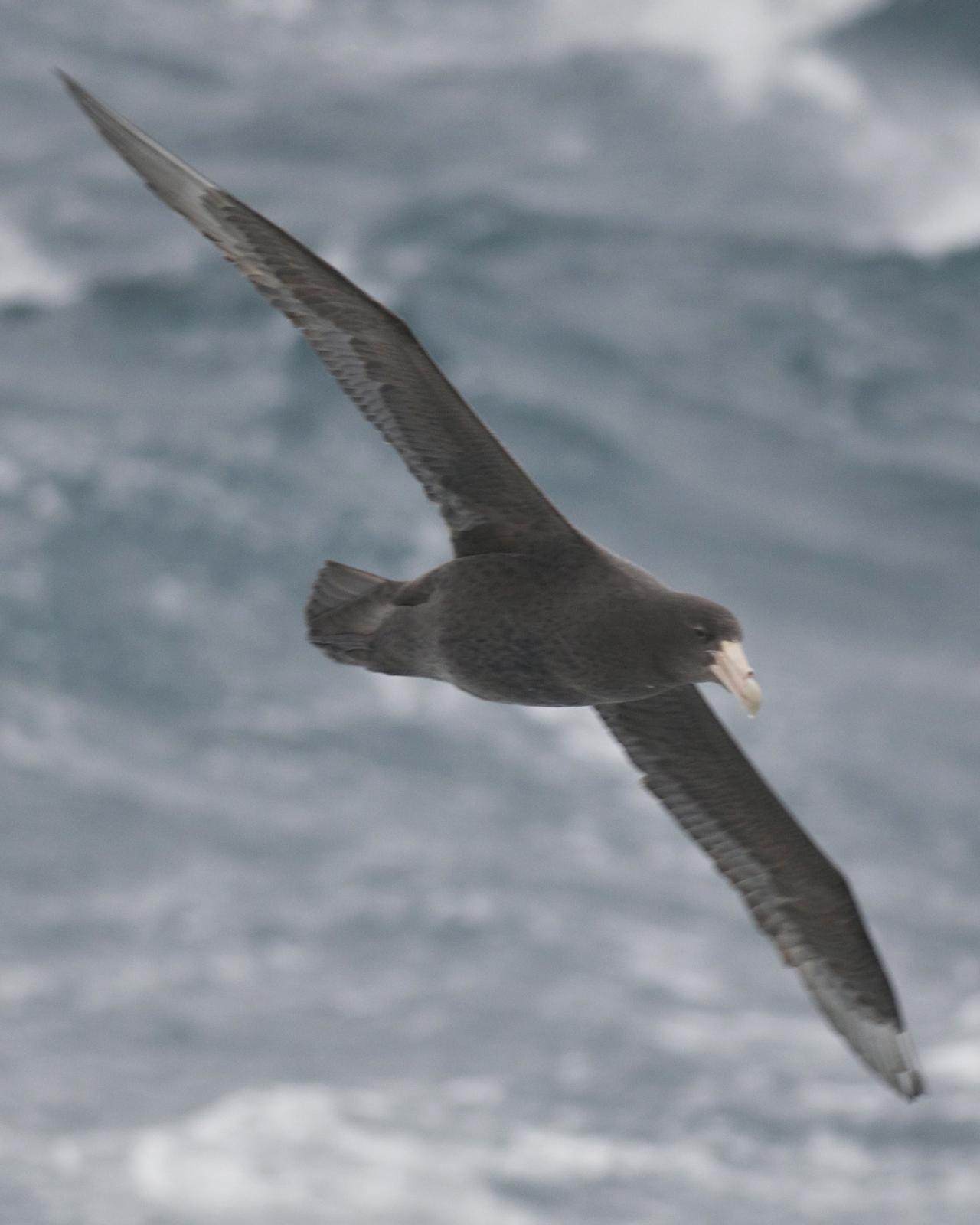 Southern Giant-Petrel Photo by Jonathan Bent