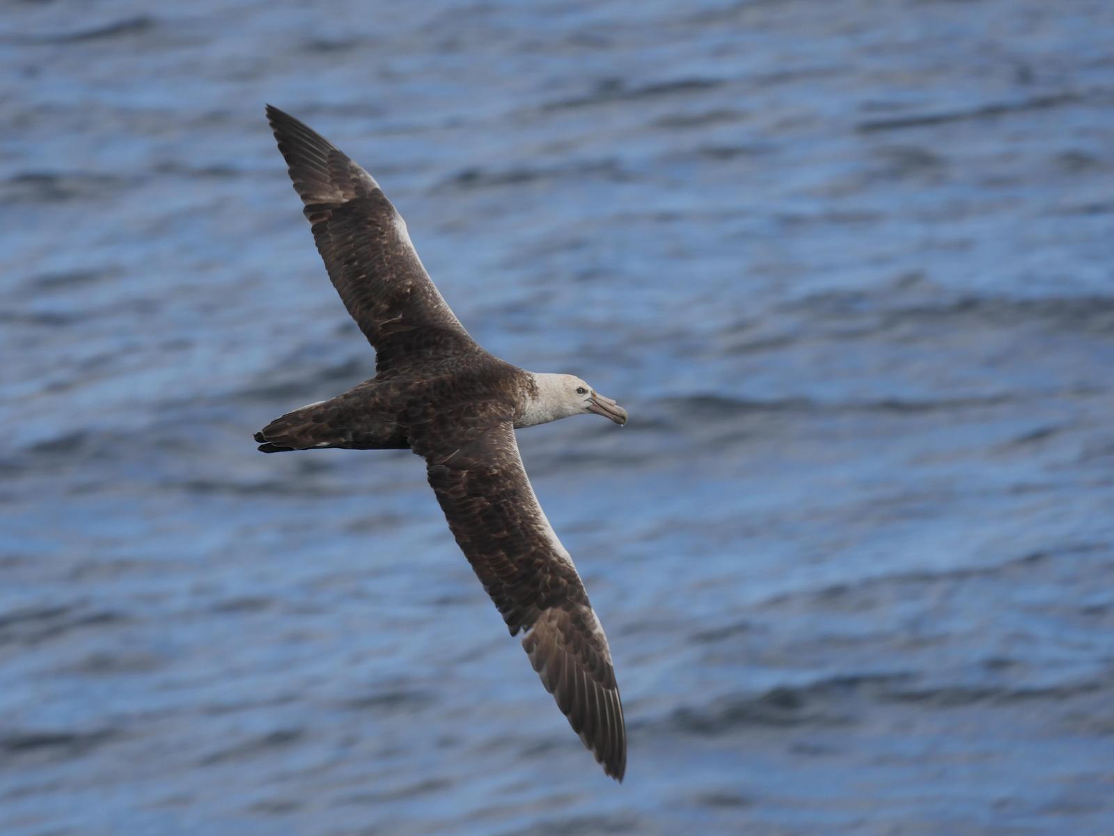Southern Giant-Petrel Photo by Peter Lowe