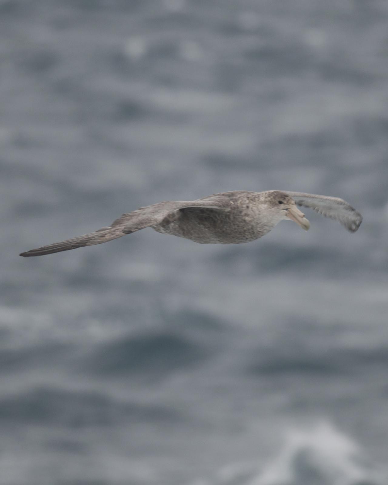 Southern Giant-Petrel Photo by Jonathan Bent