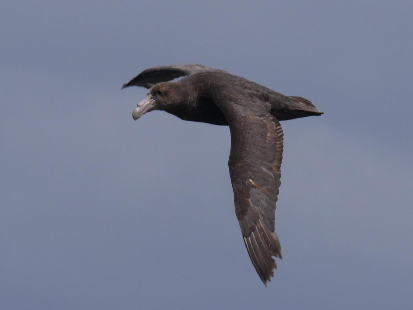 Southern Giant-Petrel Photo by Peter Lowe