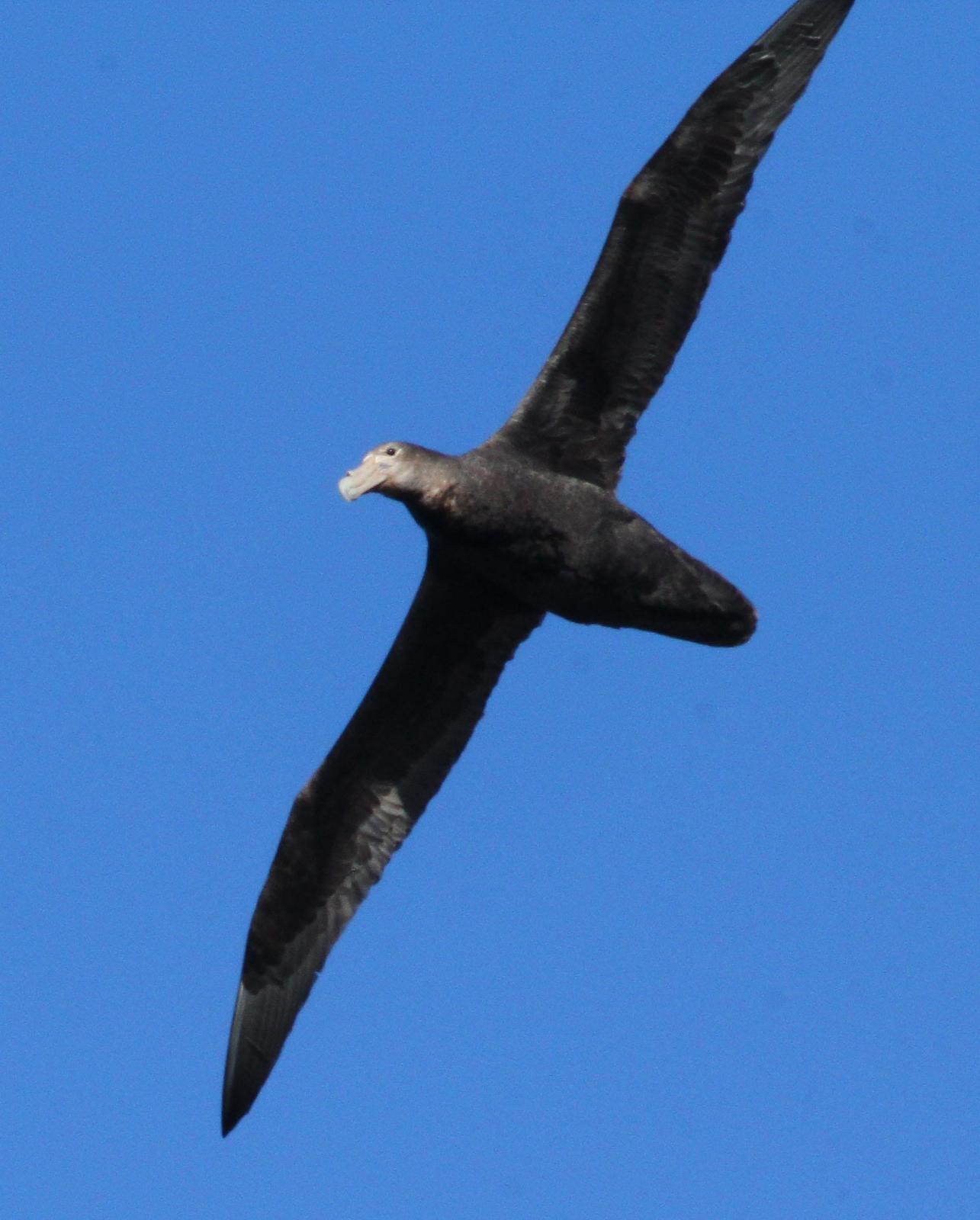 Southern Giant-Petrel Photo by Lee Harding