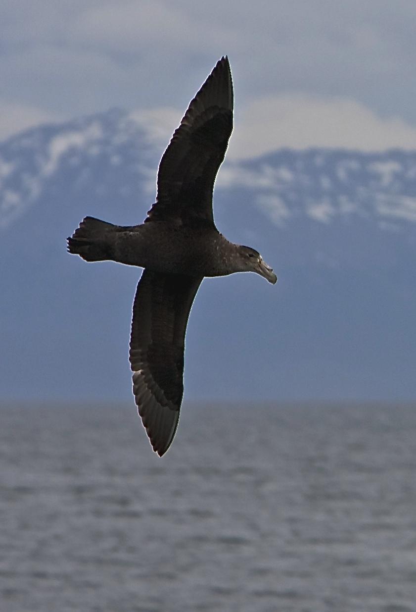 Southern Giant-Petrel Photo by dominic hall