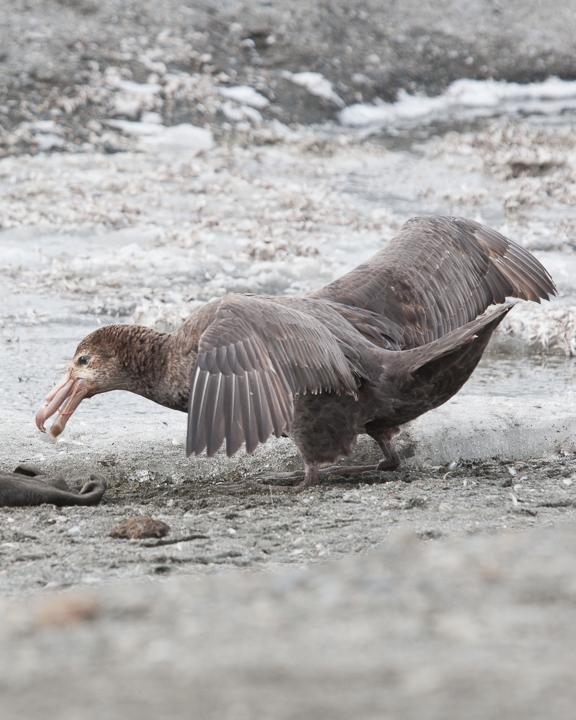 Northern Giant-Petrel Photo by Robert Lewis
