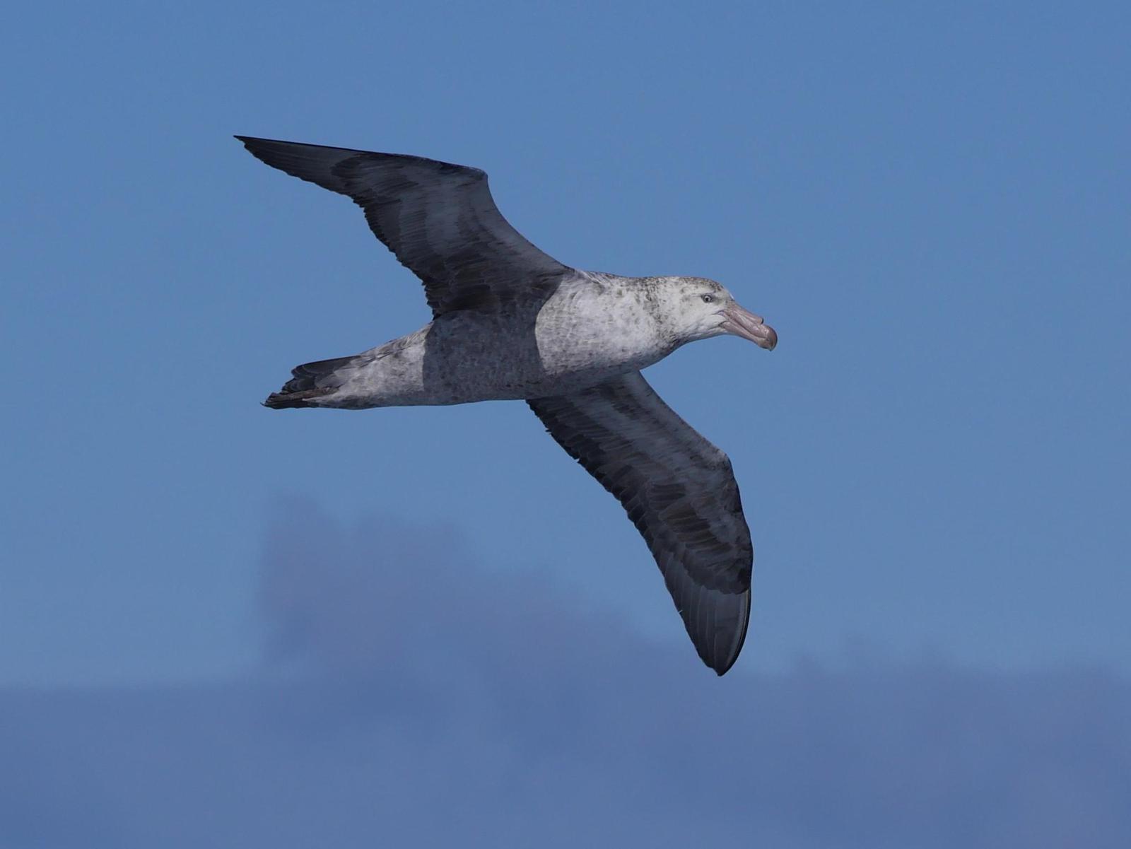 Northern Giant-Petrel Photo by Peter Lowe
