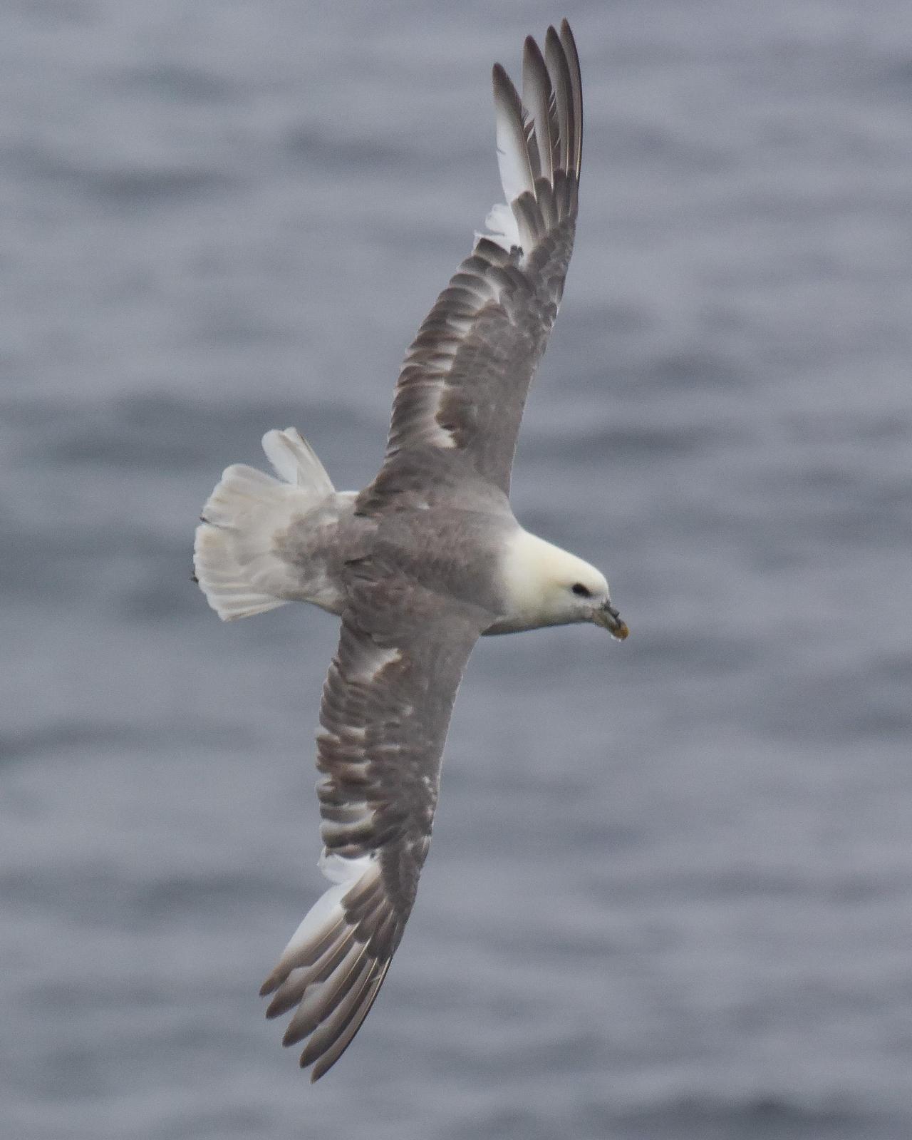 Northern Fulmar Photo by Emily Percival