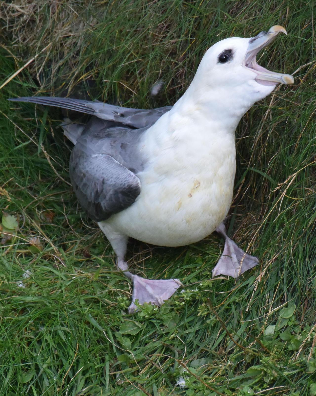 Northern Fulmar Photo by Emily Percival