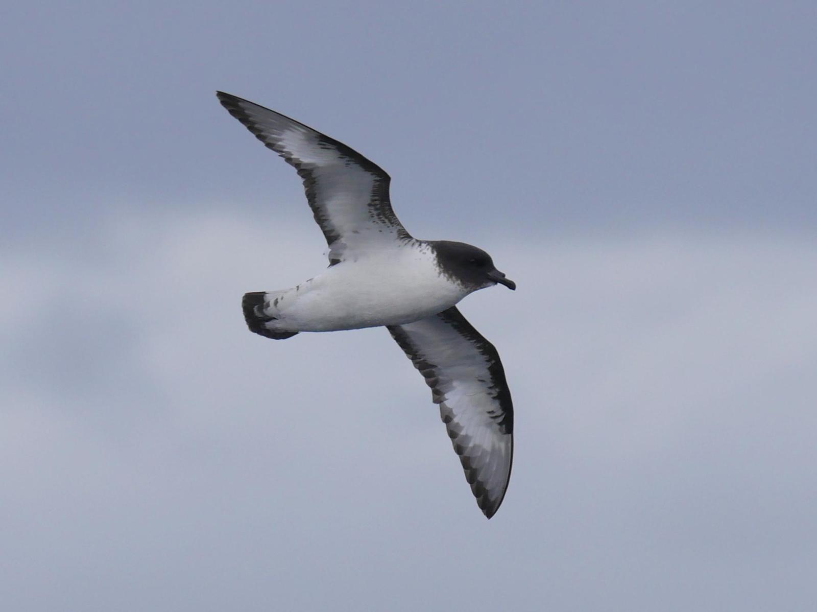 Cape Petrel Photo by Peter Lowe