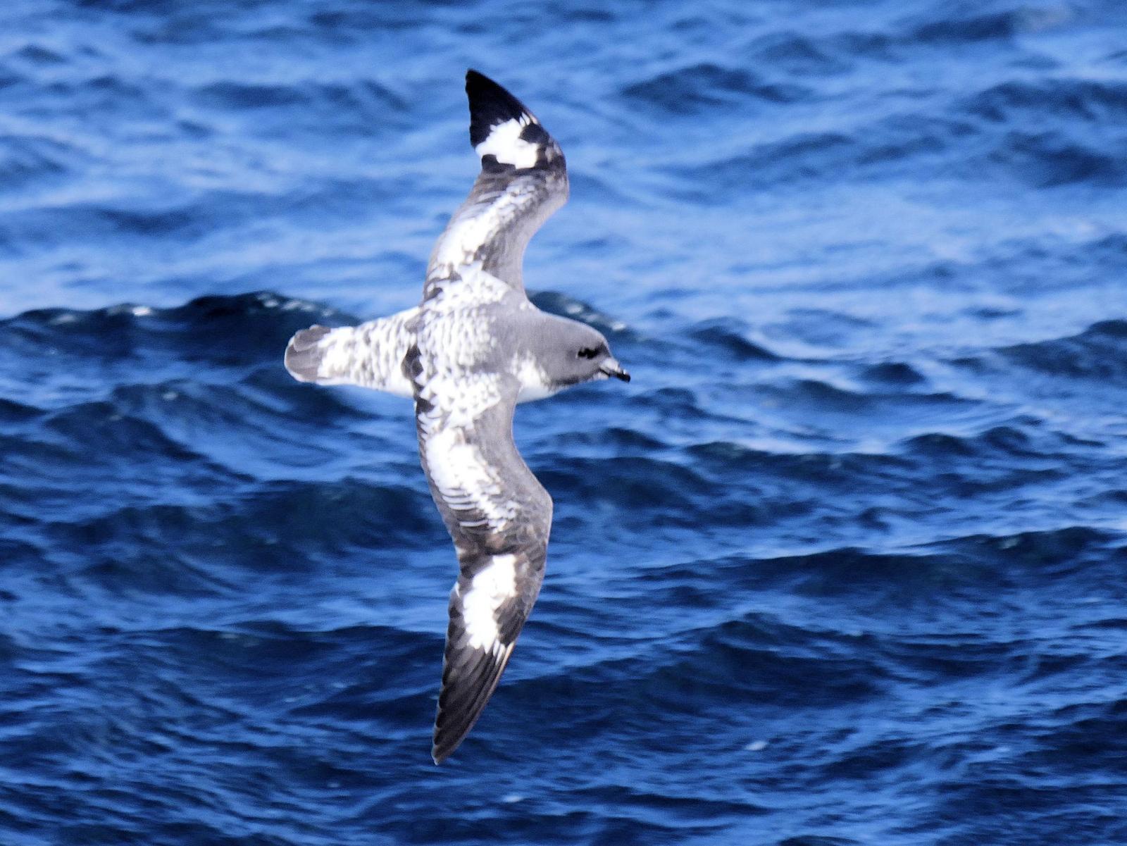 Cape Petrel Photo by Peter Lowe