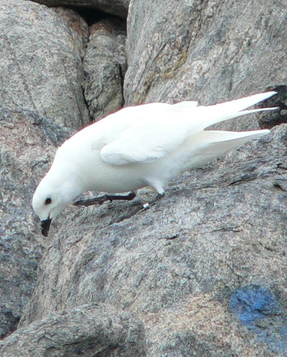 Snow Petrel Photo by Peter Lowe