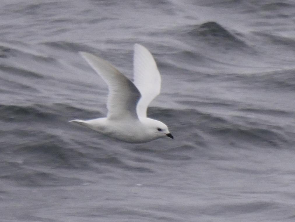Snow Petrel Photo by Peter Lowe